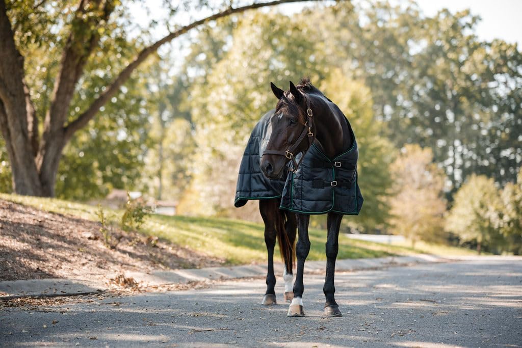 Miller's Medium Weight Stable Blanket 200 GSM Polyfill with Cotton Lining-Black-65