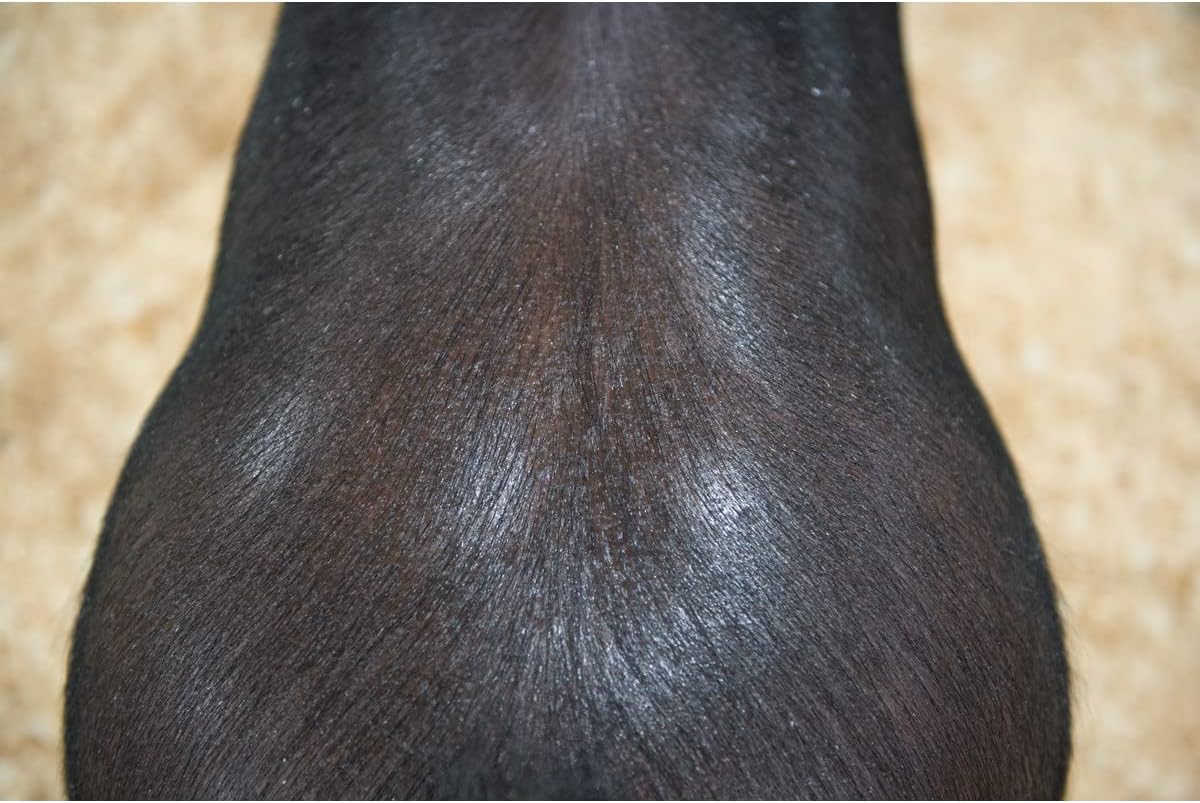 Weaver Leather Swine Conditioner and Shine