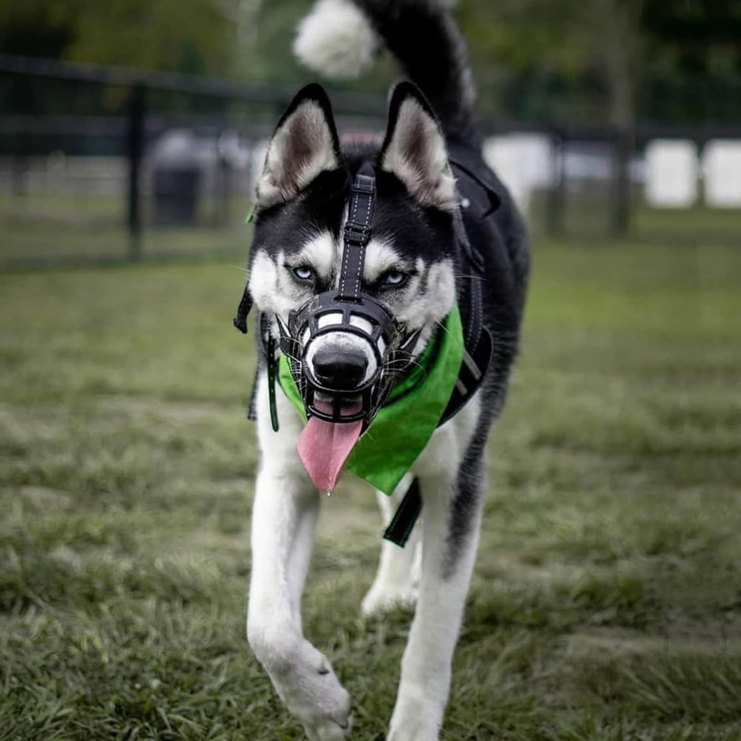 BARKLESS Dog Muzzle, Soft Basket Silicone Muzzle for Dogs to Prevent Biting and Chewing, Breathable Cage Mouth Cover for Training, Allows Drinking and Panting, Used with Collar