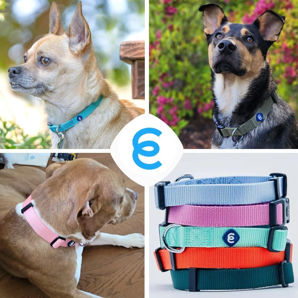 Blueberry Pet X-Small Dog Collar | Girl Dog Collars | Female Dog Collar XS | Quick Release Dog Collar | Fired Brick Nylon Dog Collar for Girl, Collar for Small Dogs