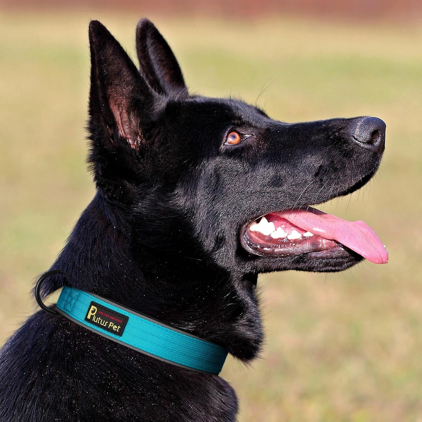 Plutus Pet Tactical Dog Collar, Reflective, Adjustable Heavy Duty Dog Collar, Soft Padded and Comfortable, for Small Medium and Large Dogs (Cyan, XS)