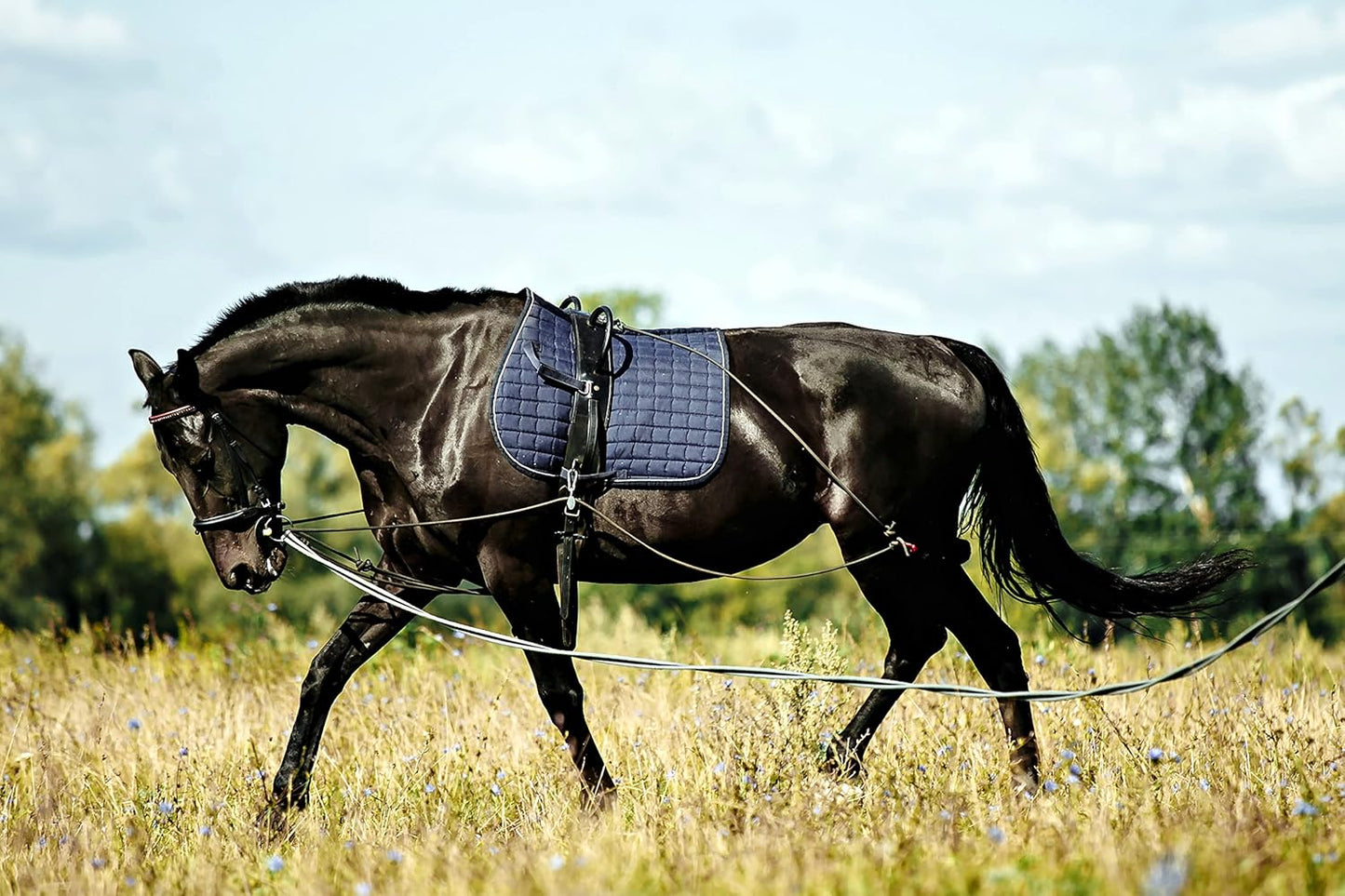 Soft Padded Lunge Line Rein Lead for Horses 27ft Looped Handle Swivel Clip (Navy/Green)