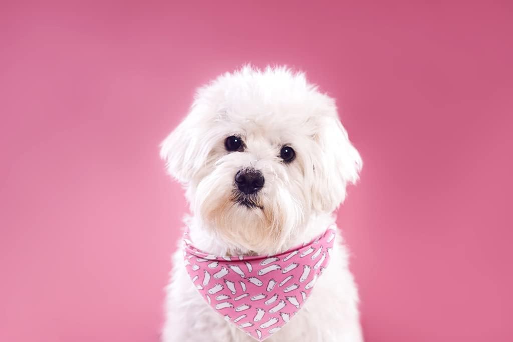 Lionet Paws Halloween Dog Bandana for Small Medium Large Dogs, Cat Dogs Kerchief Triangle Bibs Scarf for Girl or Boy