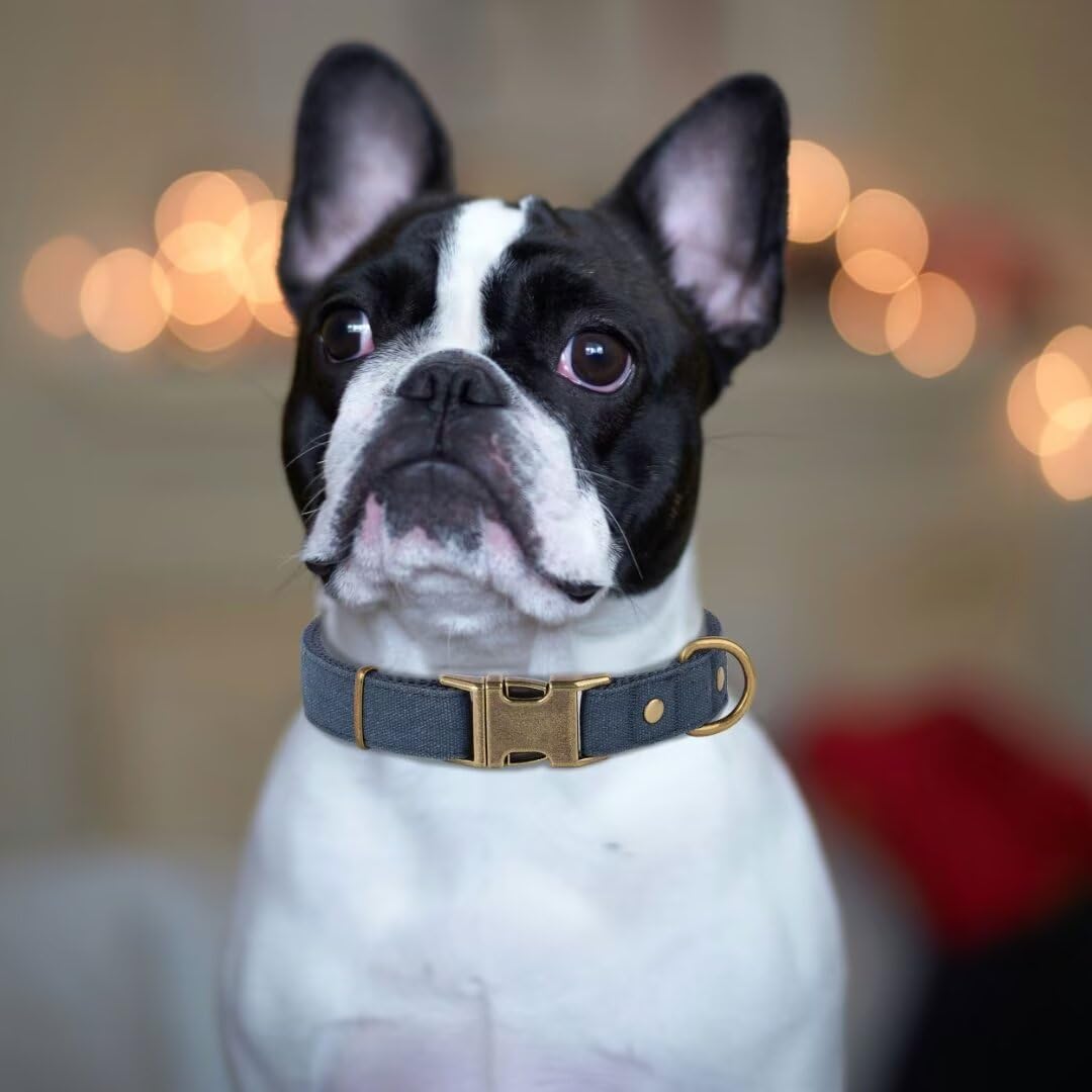 PET ARTIST Dog Collars for Small Dogs, Soft Padded Premium Nylon Dog Collar with Quick Release Metal Buckle, Durable & Adjustable Pet Collars for Boy Gifts, Blue, S (Fit 10-16")