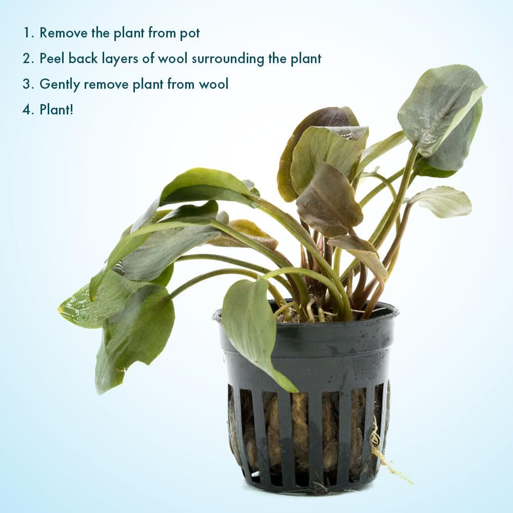 SubstrateSource Live Plants - Lagenandra Meeboldii Red (Lagenandra meeboldii) - Moderate to High Light Tank Display, Red to Bronze Accent, Midground Placement, Freshwater Aquatic Plant - Pot