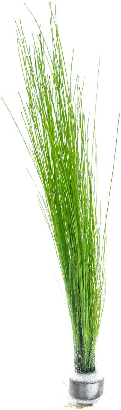 SubstrateSource Live Aquarium Stem Plants - Freshwater Aquatic Plant for Fish Tanks, Aquascaping - (Eleocharis Vivipara, 1 Bunch)