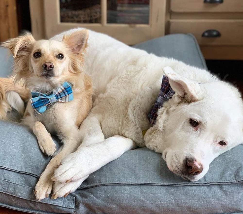 Lionet Paws Boy Dog Collar with Bowtie, Comfortable Adjustable Cute Blue Plaid Bow Tie Collar for Male Dogs Gift, Large, Neck 16-24 inches