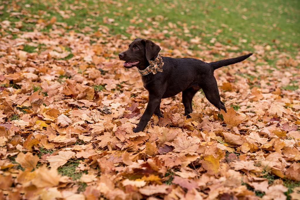 Lionet Paws Dog Collar with Flower - Cute Cotton Adjustable Flower Dog Cat Collar with Metal Buckle for Puppy Girl Gift, XS, Neck 8-12in
