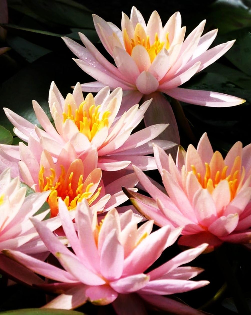 30 PCS Bowl Lotus Seeds Bonsai Lotus Seeds for Planting Water Lily Pink Purple Red Flower Aquatic Plants Seed Pond Plants Non GMO Home Garden Flowering