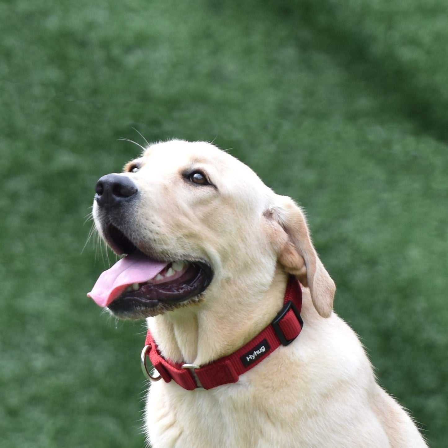 Hyhug Heavy Duty Nylon Escape Proof Adjustable Martingale Large Boy and Girl Dog Collar - Walking Training Daily Use.(Large,Red)