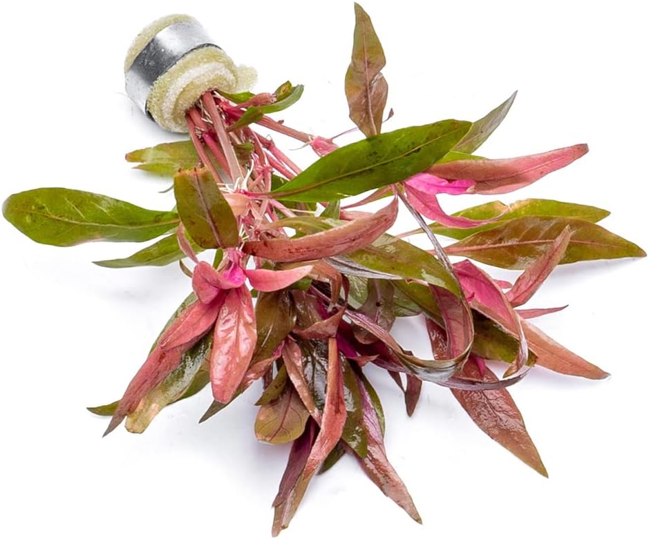SubstrateSource Live Aquarium Red Stem Plants - Freshwater Aquatic Plant for Fish Tanks, Aquascaping - (Alternanthera Reineckii, 4 Bunches)