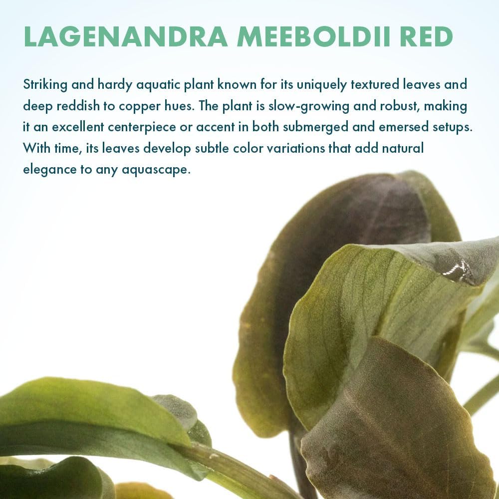 SubstrateSource Live Plants - Lagenandra Meeboldii Red (Lagenandra meeboldii) - Moderate to High Light Tank Display, Red to Bronze Accent, Midground Placement, Freshwater Aquatic Plant - Pot