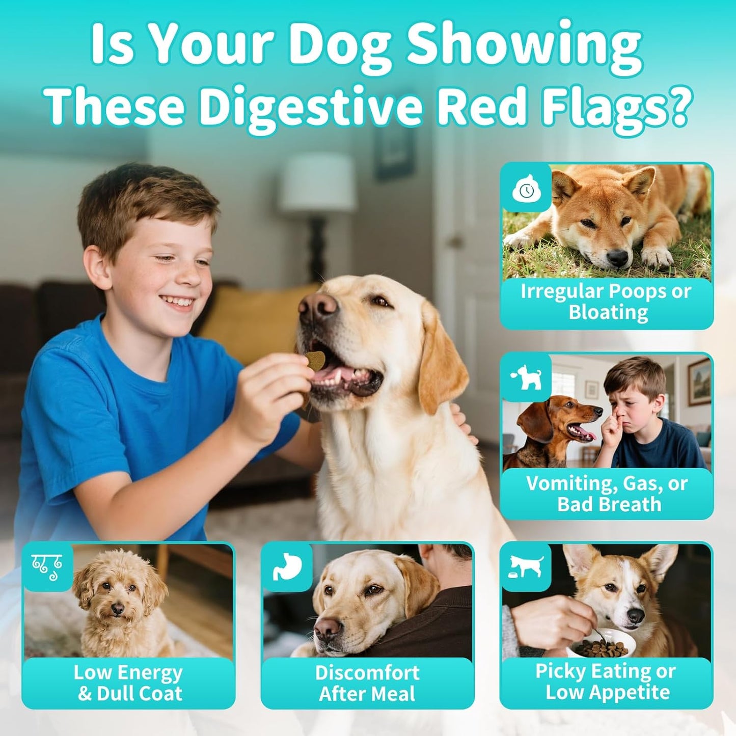 Probiotics for Dogs, Digestive Enzymes for Gut Health Support, Dog Fiber Supplement with Pumpkin for Diarrhea & Bowel Support, Upset Stomach & Gas Relief, Constipation - 90 Count Beef Flavor