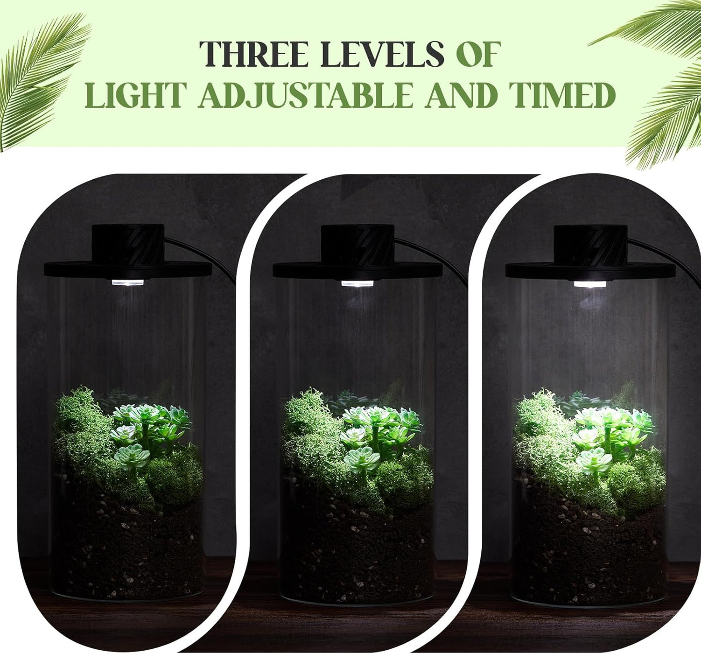 Maxdot Glass Plant Terrarium Kit with Light for Succulent, Moss, Miniature Gardening Landscape, Betta Fish Tank, Office Home Decoration, Plant Lovers Gifts (7.9 x 3.9 Inch)
