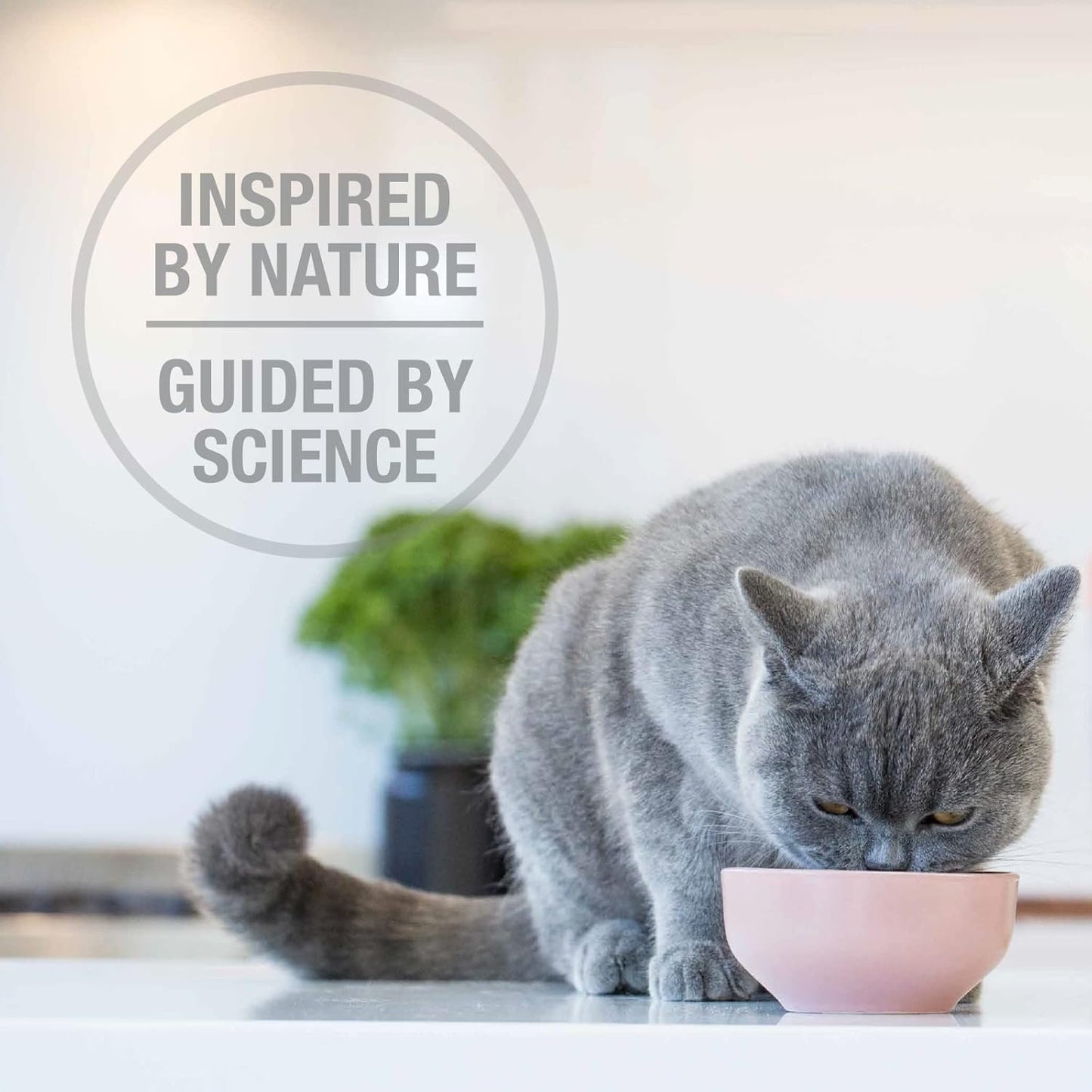 Feline Natural High Protein Dry Cat Food, Freeze-Dried Diet with 98% Meat, Organs & Seafood, No Peas, Grains, or Artificial Additives, Made in New Zealand, Lamb & King Salmon, 11oz