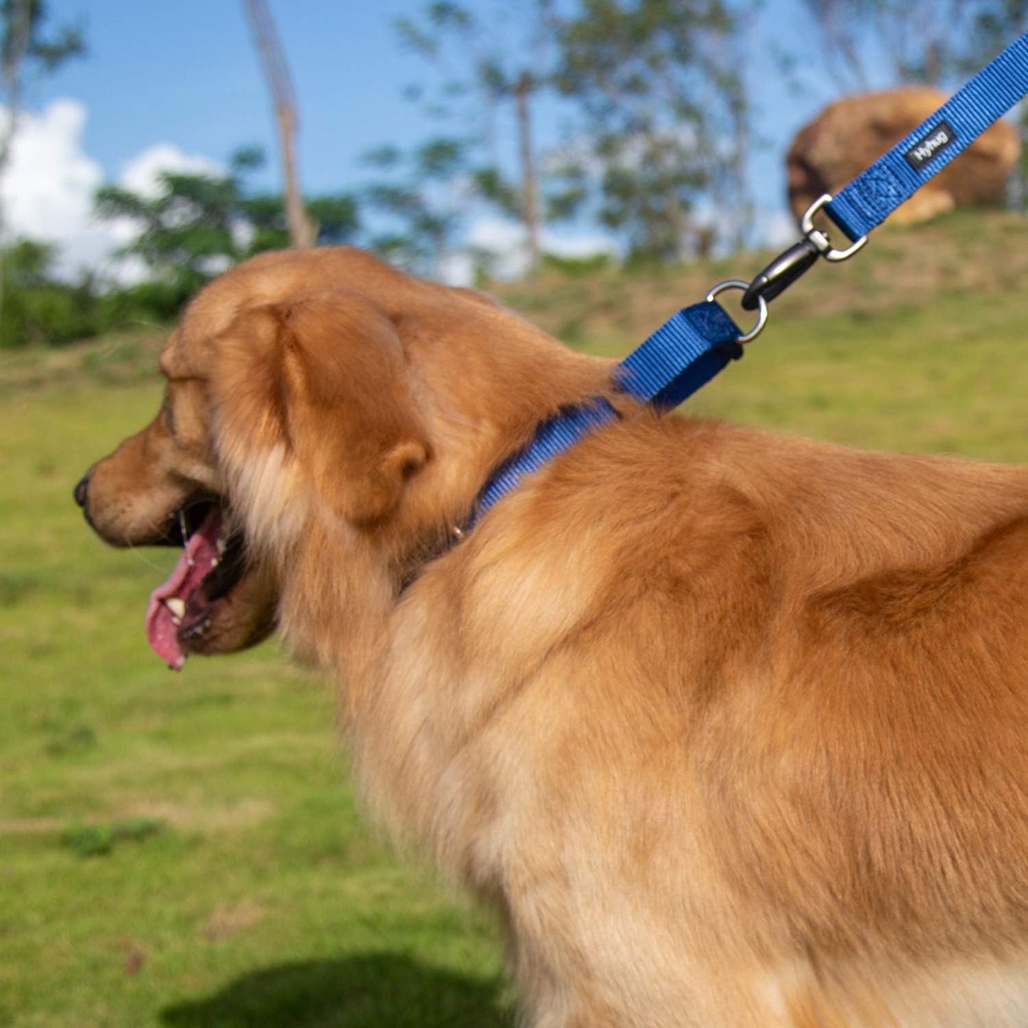 Hyhug Pets Premium Upgraded Durable Nylon Anti-Escape Martingale Collar for Boy and Girl Dogs Comfy and Safe - Professional Training, Daily Use Walking. (Medium, Classic Blue)