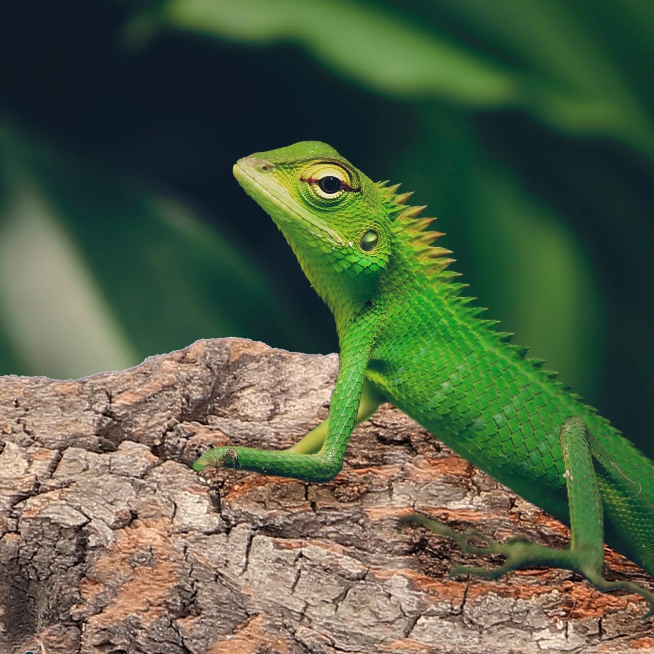 Amosfun 4pcs Reptile Bark Cork Wood Bark Decor Cork Flat Bedding for Bearded Dragon Lizard Geckos Tortoise, Random Size 3.2 to 5.5Inch