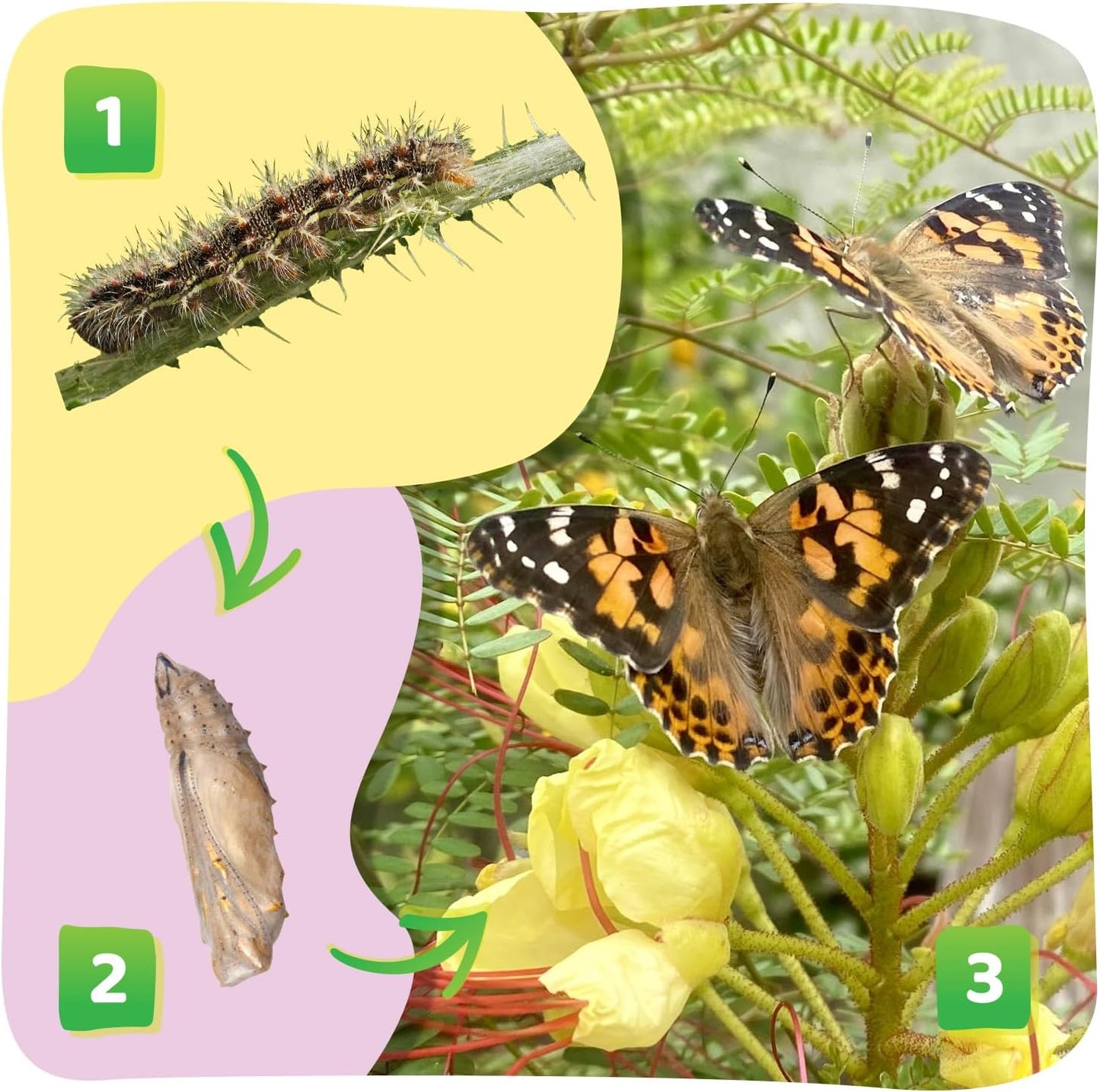 Insect Lore Butterfly Garden with 5 Live Baby Caterpillars - STEM Activity Journal, Habitat, Chrys-A-Lid Holder and Feeder Included | Raise and Release Painted Lady Butterflies