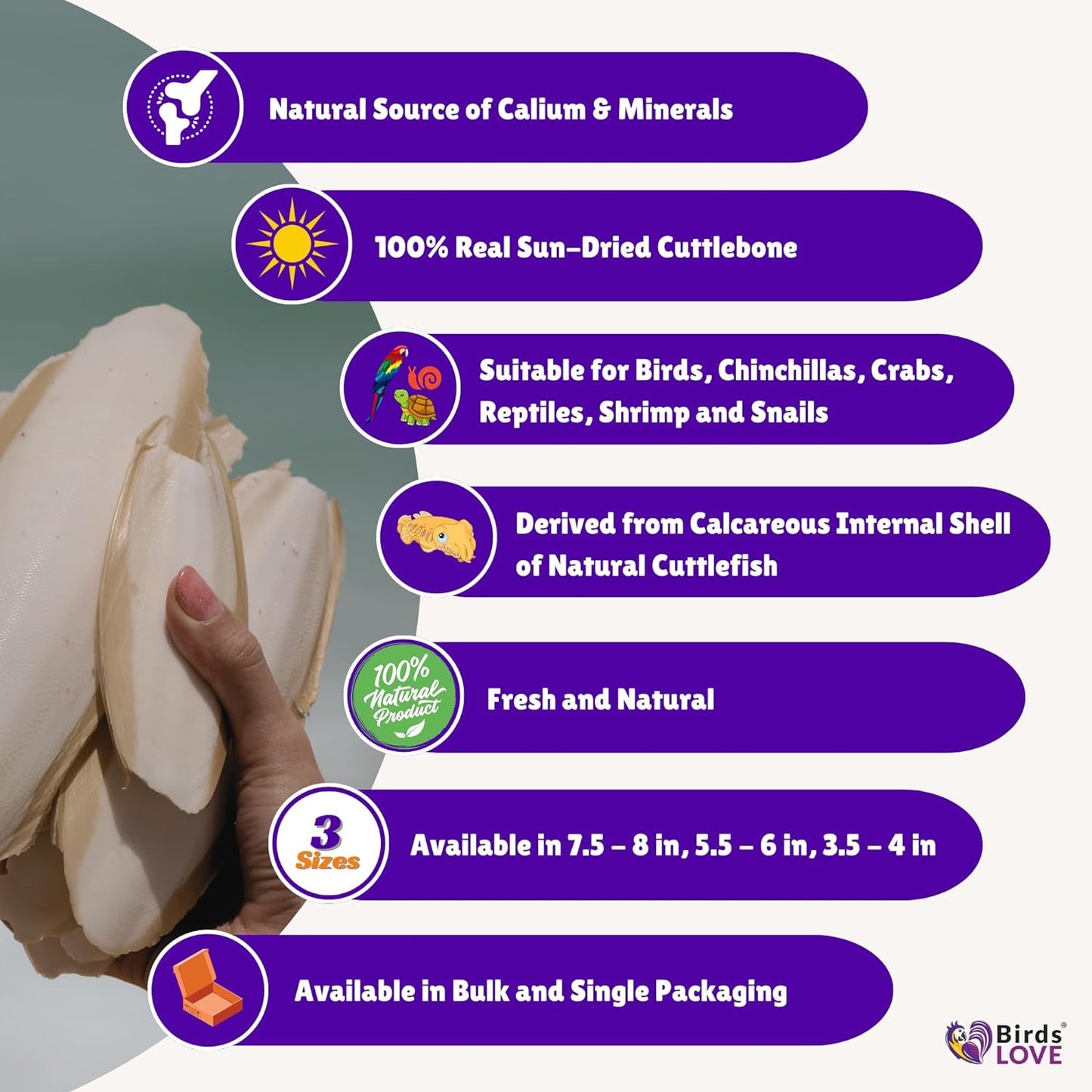 Birds LOVE 2 pc 7.5–8″ Sun-Dried Natural Cuttlebone Kit | 100 % Pure Calcium Supplement for Birds, Tortoises, Snails & Crabs | Beak & Shell Health with Metal Holder