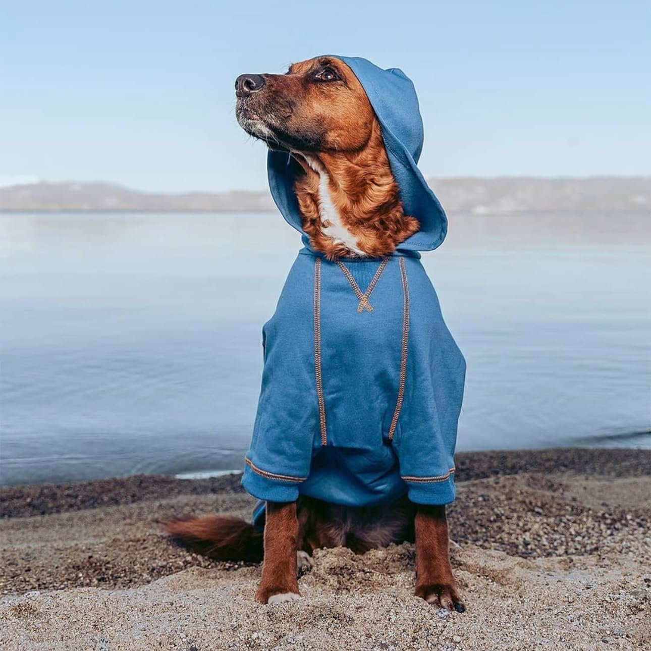 Blueberry Pet Essentials Soft & Comfy Better Basic Cotton Blend Dog Hoodie Sweatshirt in Alaskan Blue, Back Length 16", Pack of 1 Jacket for Dogs