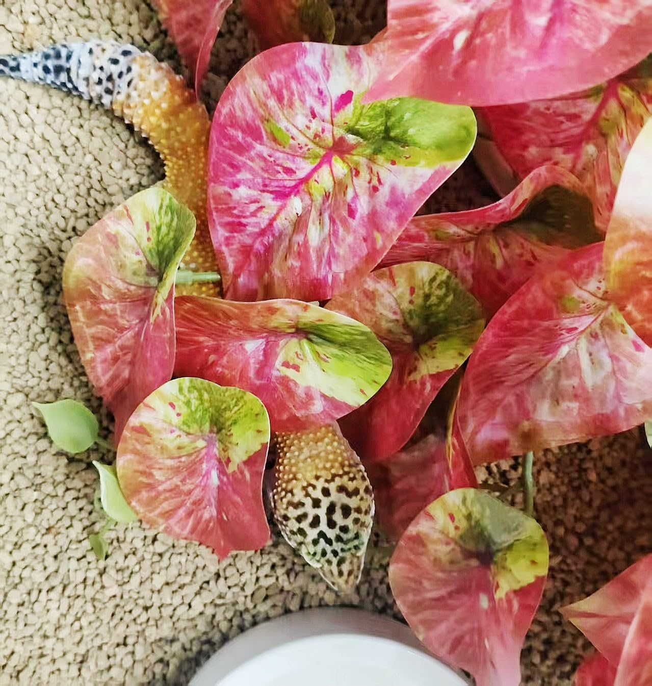 Reptile Plants for Terrarium Decor,Amphibian Habitat Decor, Bearded Dragon Tank Accessories,Artificial Plants for Gecko Chameleon Snake Tortoise with Base (Arrowhead)