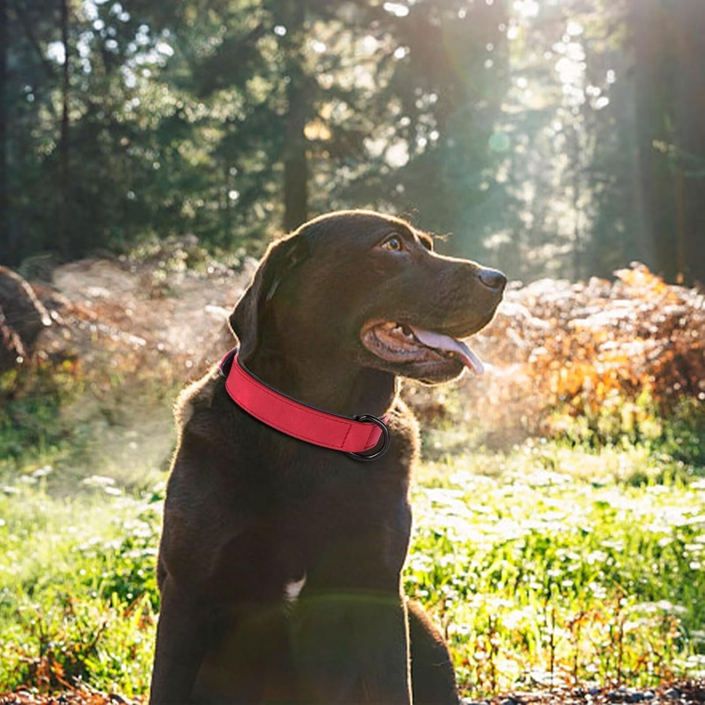 Didog Soft Padded PU Leather Dog Collar, Breathable and Adjustable Red Dog Collars for Small Dogs, Comfortable for Daily Walk, Red, M Fit Neck 12-15"(13-22 lbs)