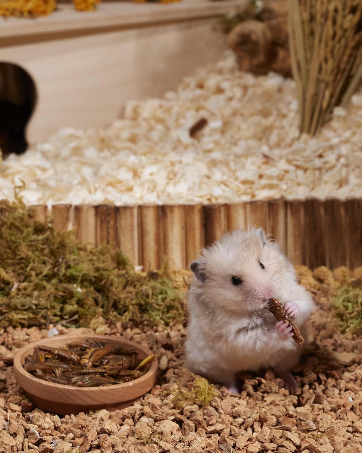 Niteangel Small Animal Snack & Treats - Small Critter Natural Treat for Dwarf Syrian Hamsters Gerbils Mice Sugar Glider Hedgehogs Chickens Birds (Freeze-Dried Grasshopper)