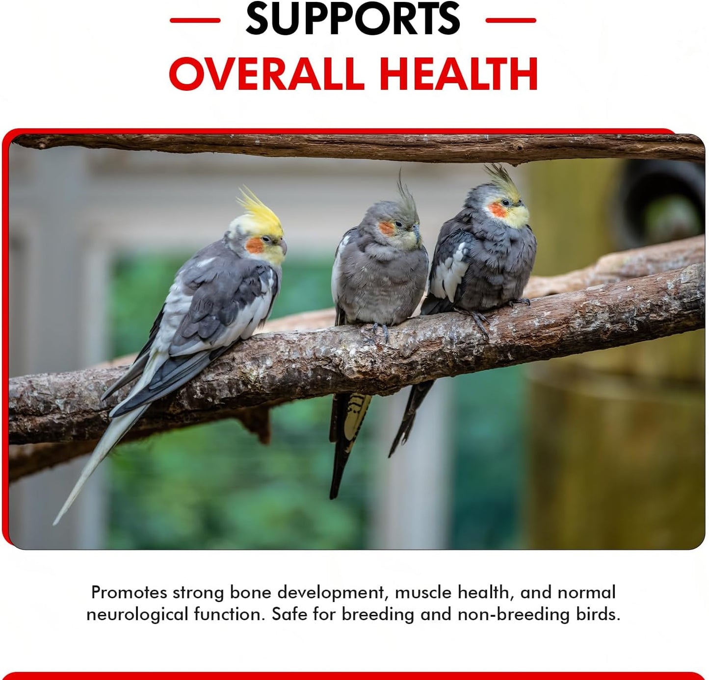 Morning Bird Calcium Plus Liquid Supplement for Birds - Liquid Calcium Formula with Magnesium and Vitamin D3 Calcium Supplement for All Birds – 16 Fl Oz