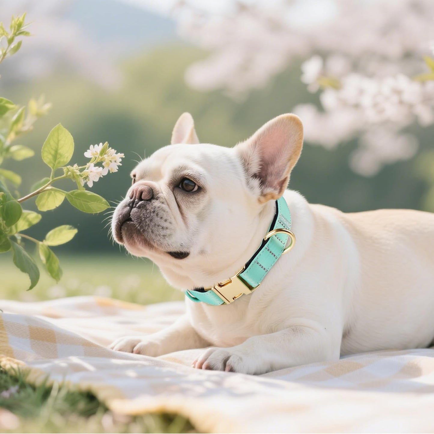 Didog Soft Padded Dog Collar for Large Dogs, Colorful and Durable Pet Collar with Quick Release Buckle, Light and Breathable for Daily Walking, Green, L