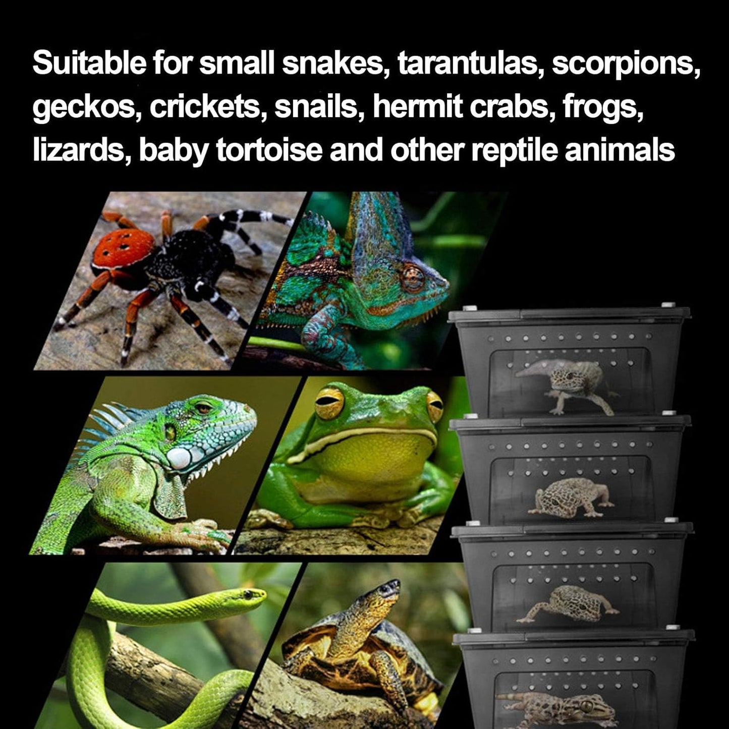 kathson Reptile Snake Feeding Box Breeding Hatching Container Lizard Tarantula Habitat Portable Transparent Plastic Mini Pet Houses for Spider Scorpion Gecko (White)