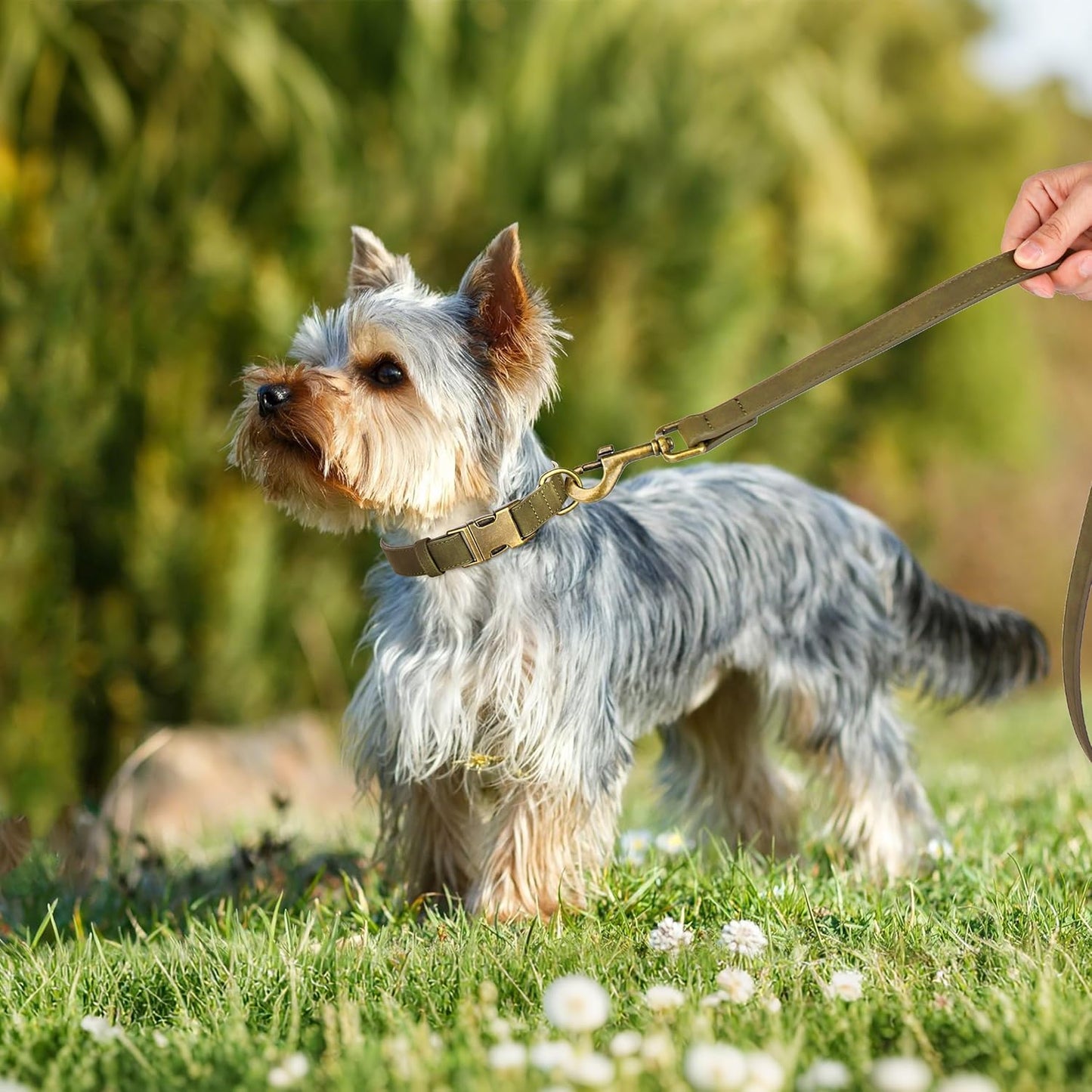 Didog Soft PU Leather Dog Collar, Stylish Quick Released Dog Collars for Small Dogs, Easy Clean Adjustable Pet Collar for Daily Walking, Dark Green, S Fit 10-16" Neck