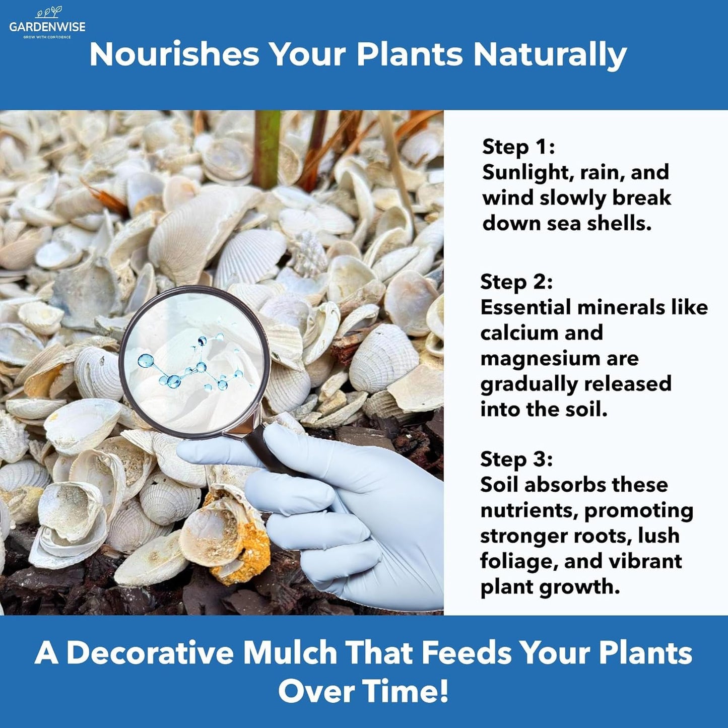 Natural Organic Sea Shell Mulch for Gardens and Landscaping – Decorative and Nutrient-Rich, 0.5–3-Inch Shells, Perfect for Indoor and Outdoor Use (0.2 CF - 4.8 L - 5 QTS)