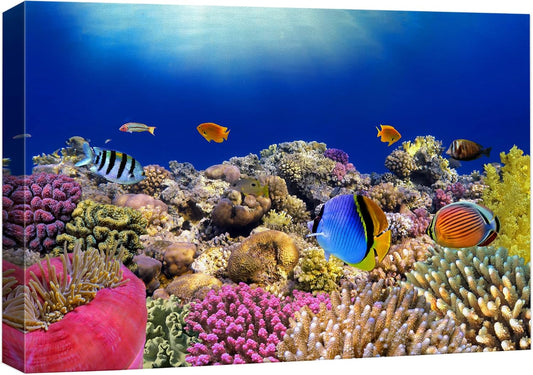wall26 Canvas Print Wall Art Vibrant Coral Reef Anemone Fish Ecosystem Nature Animals Photography Realism Rustic Scenic Landscape Wilderness Earth Colorful for Living Room, Bedroom, Office - 24"x36"