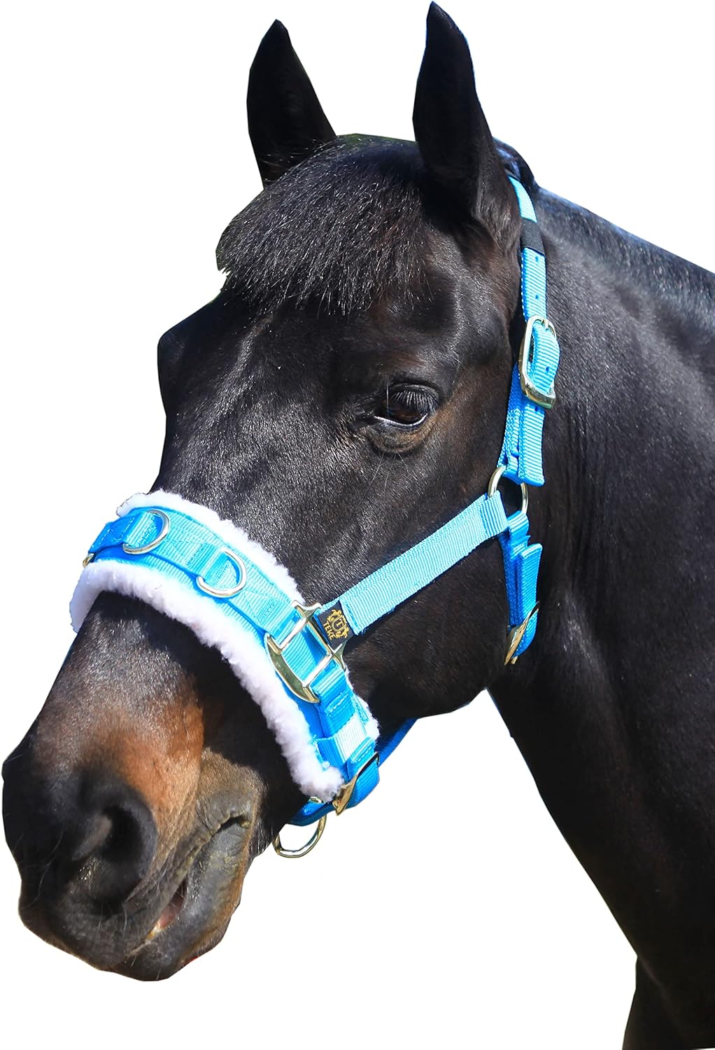 T TEKE Lunge Cavesson with Fleece Lined Nose Band and Crown
