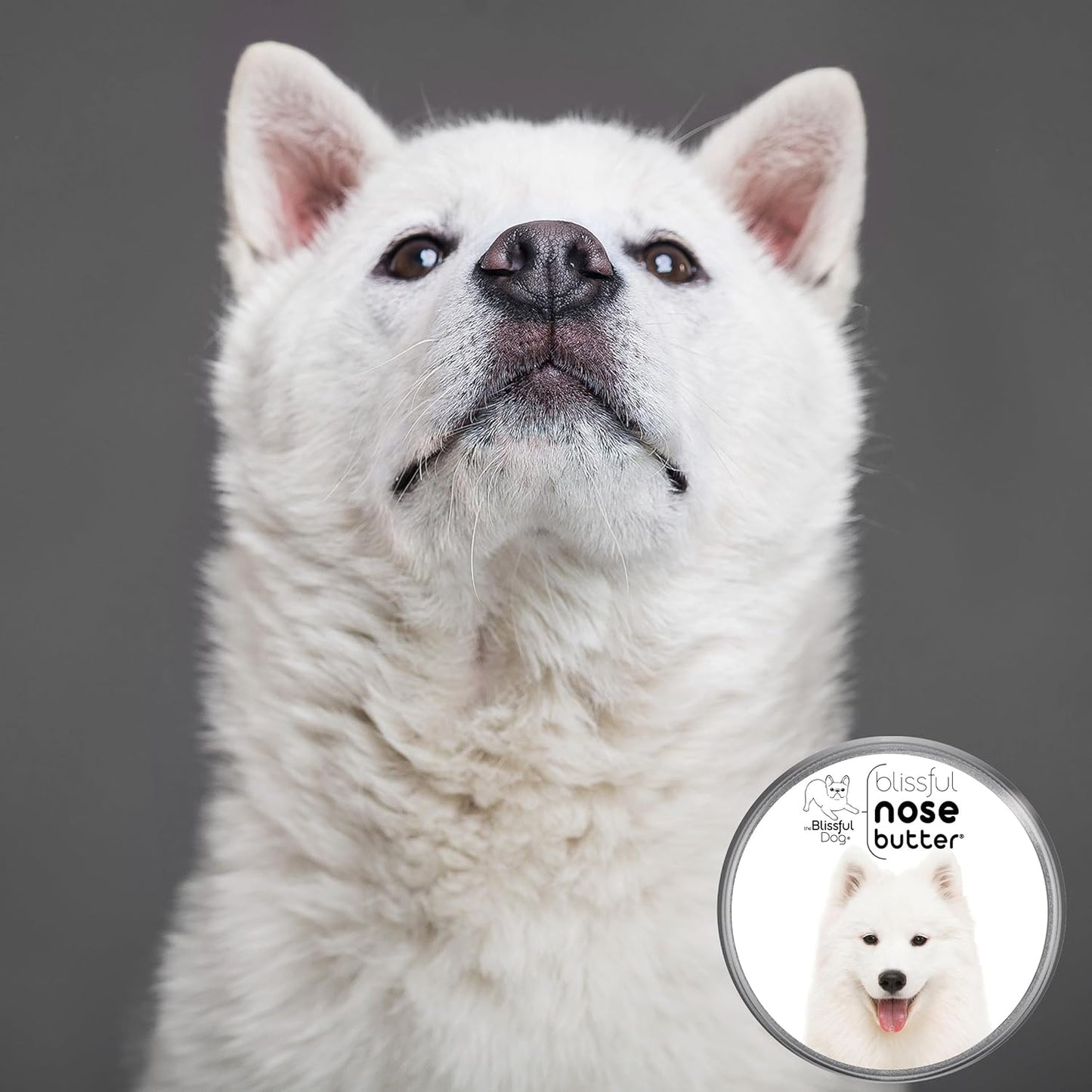 The Blissful Dog Samoyed Nose Butter for Dry, Cracked Skin, Lick-Safe Dog Nose Balm with Moisturizing Shea Butter, Almond, Olive, and Essential Oils, Pet Supplies, Uncented, 2 oz.