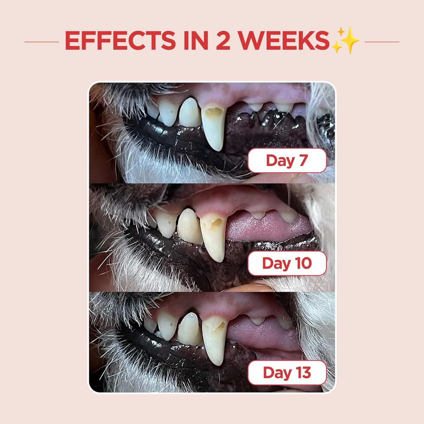 JAYU PET Dental Care Brush (Edge Bristles) 1ea - Micro Round Head Dog Toothbrush, Cat Toothbrush, Dental Care, Perfect for Kitten & Small Breed with End-tuft Diagonal-Shaped Bristle & Easy Grip Handle