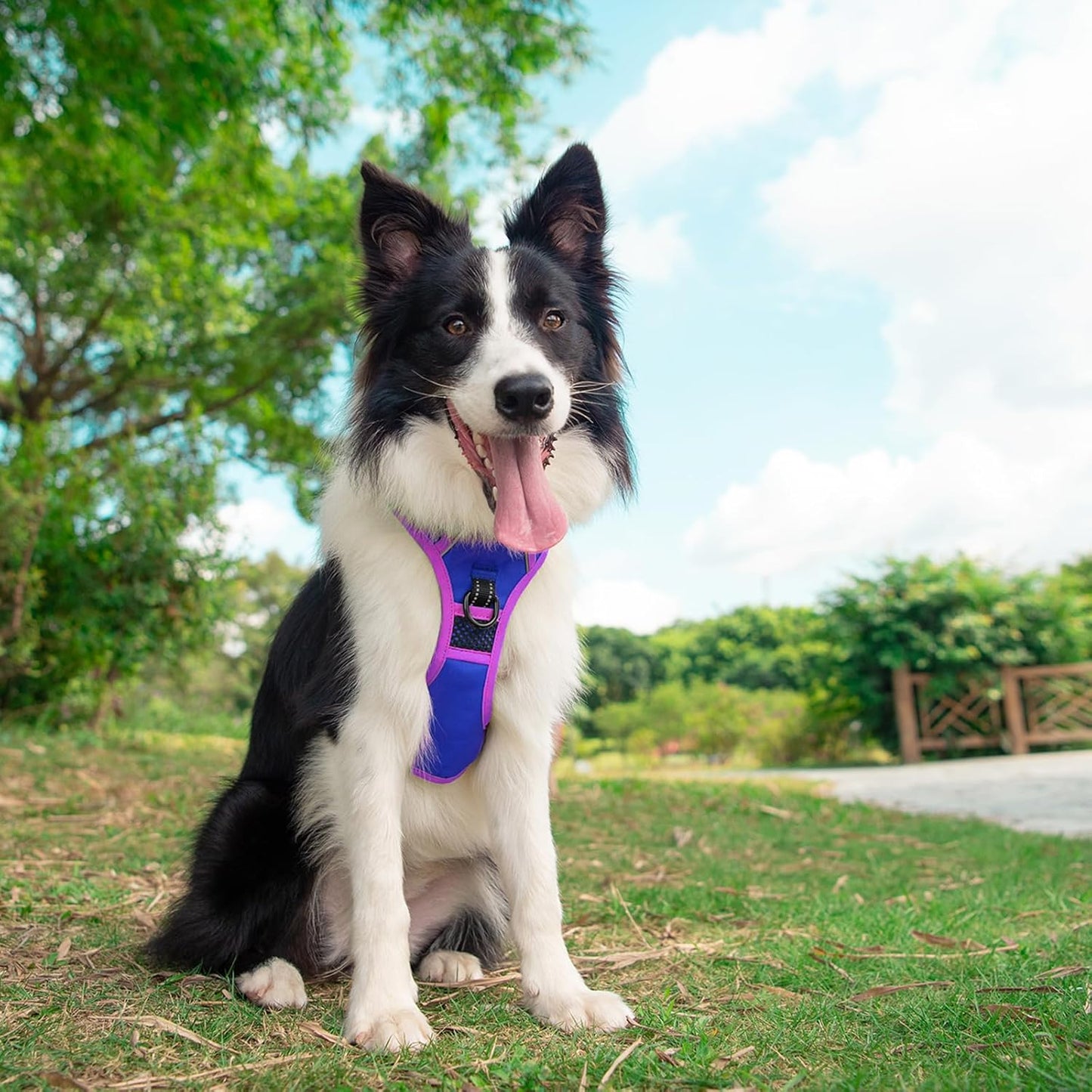 PHOEPET 2019 Upgraded No Pull Dog Harness, Reflective Adjustable Vest, with a Training Handle + 2 Metal Leash Hooks+ 3 Snap Buckles +4 Slide Buckles(M, Royal Blue)