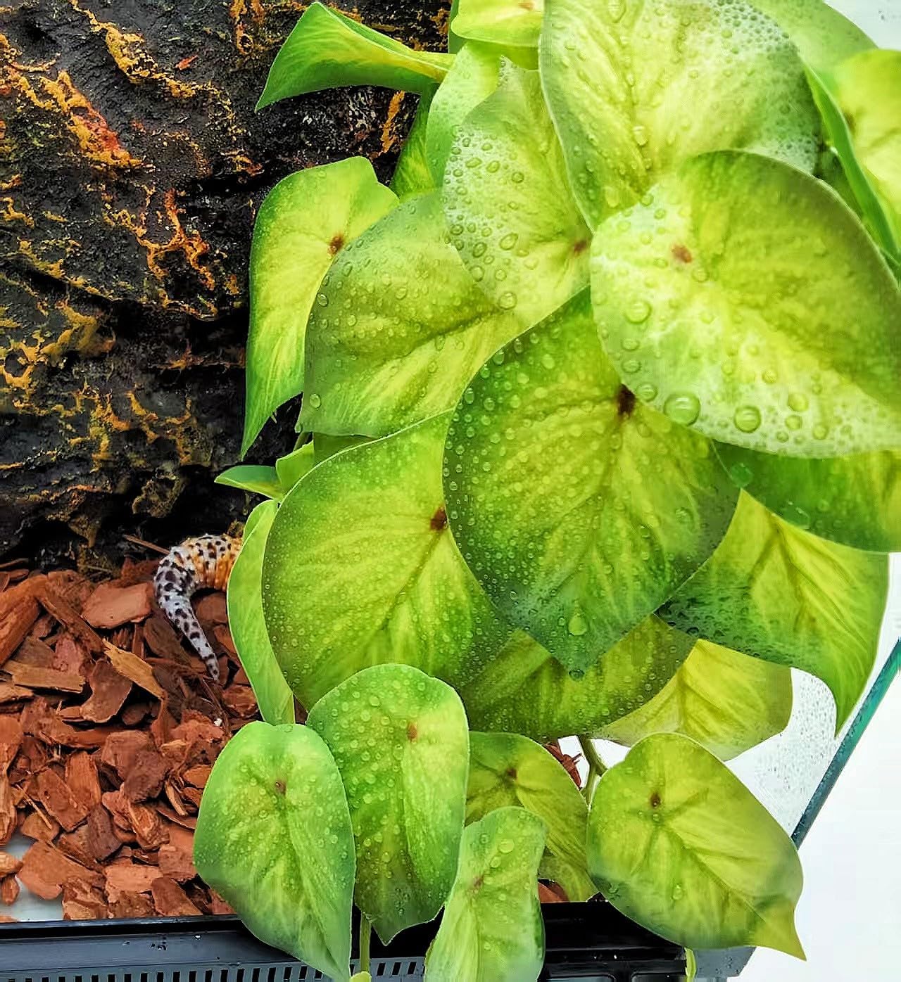 Reptile Plants for Terrarium Decor, Amphibian Habitat Decor, Snake Tank Accessories, Artificial Hanging Plants with Suction Cup-2 Packs (Arrowhead)