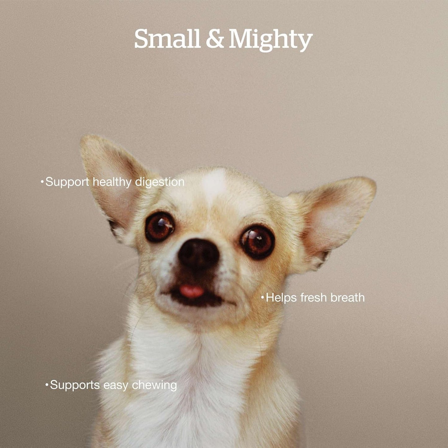 Now Fresh Grain-Free Small Breed Dry Dog Food with Turkey, Salmon & Duck, Healthy Kibble for Adults Made with Real Meat & Fish, Chicken-Free Recipe, Pumpkin & Probiotics for Good Digestion, 6 lb Bag