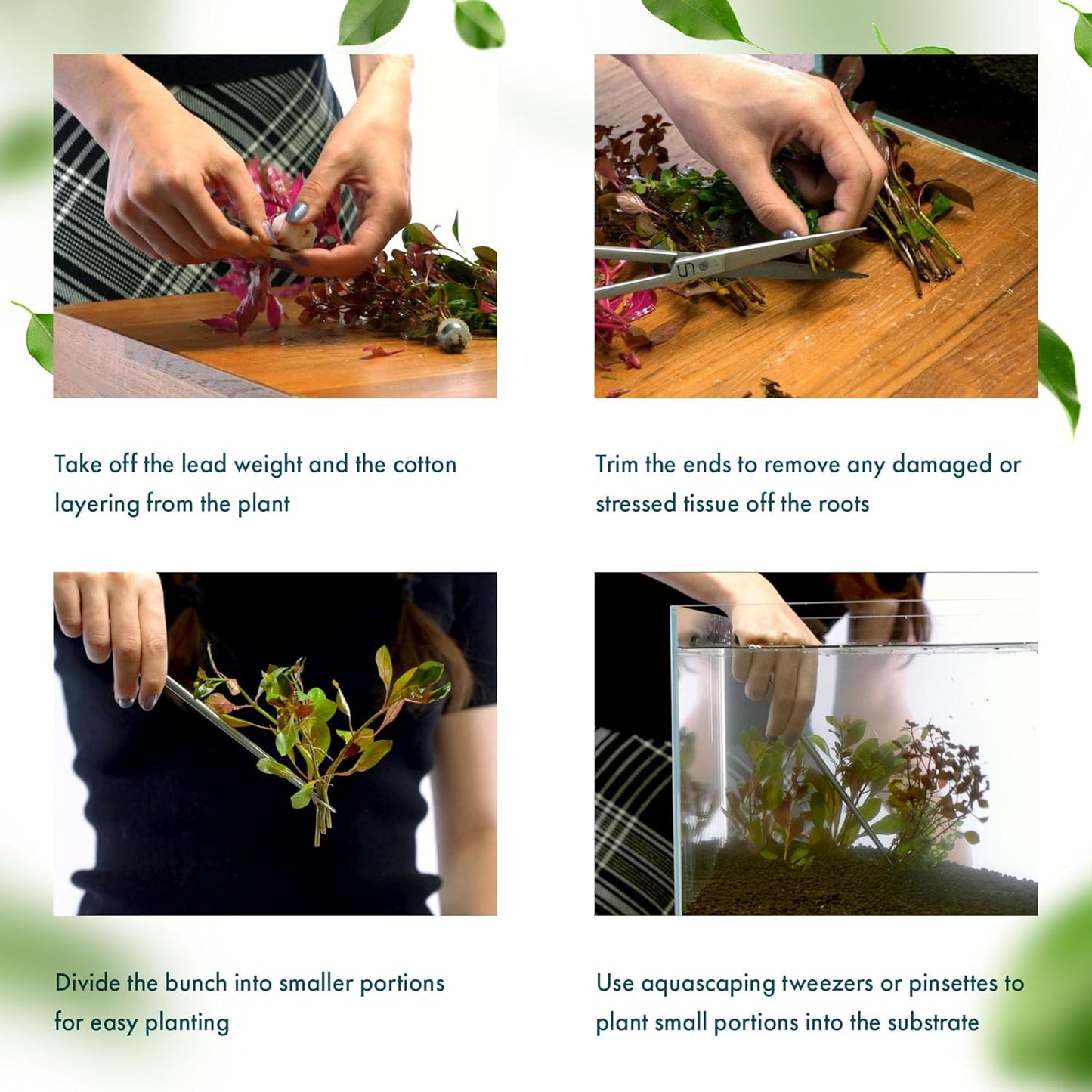 SubstrateSource Live Aquarium Stem Plants - Freshwater Aquatic Plant for Fish Tanks, Aquascaping - (Alternanthera Reineckii Variegatus, 1 Bunch)