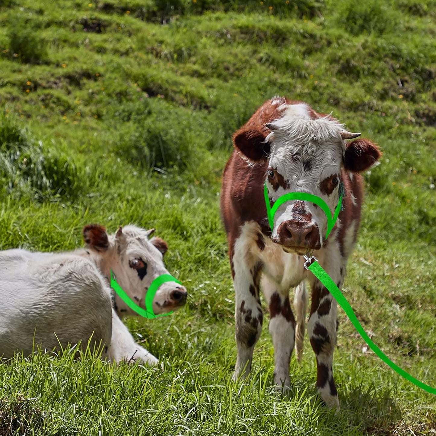 Hillban Cow Halter Cattle Halters Adjustable Calf Halter with Leading Rope for Miniature Horse Donkey Goat Foal Nylon Cattle Training Supplies