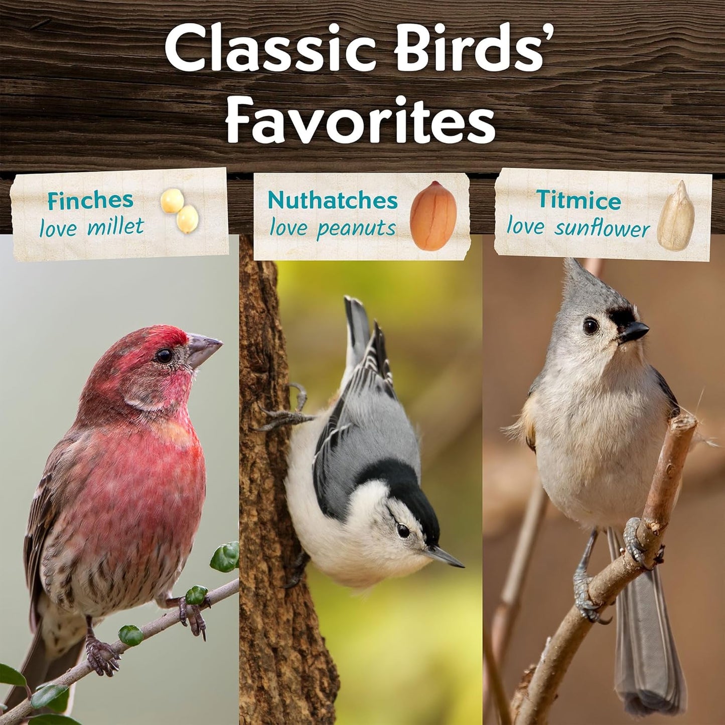 Morning Song Clean & Free No Mess Wild Bird Seed – 12 lb. Shell-Free Bird Food Blend with Sunflower Chips, Peanuts & Canary Seed – No Waste Bird Food for Outside Feeders