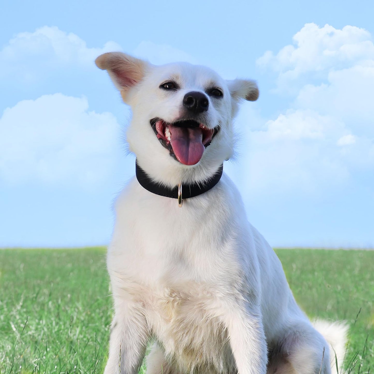 Didog Soft Padded Dog Collars for Medium Dogs, Lightweight and Breathable Dog Collar with Metal Buckle, Black, L