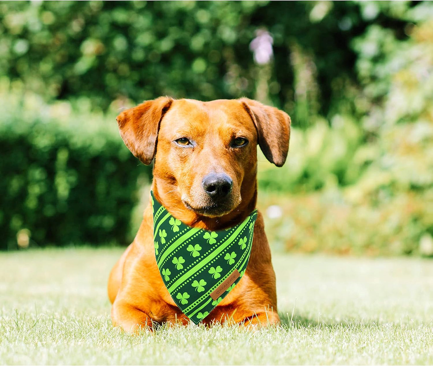 Realeaf St. Patrick's Day Dog Bandanas 2 Pack, Reversible Green Shamrock Pet Scarf for Boy and Girl, Premium Durable Fabric, Holiday Bandana for Small Medium Large and Extra Large Dogs (Small)