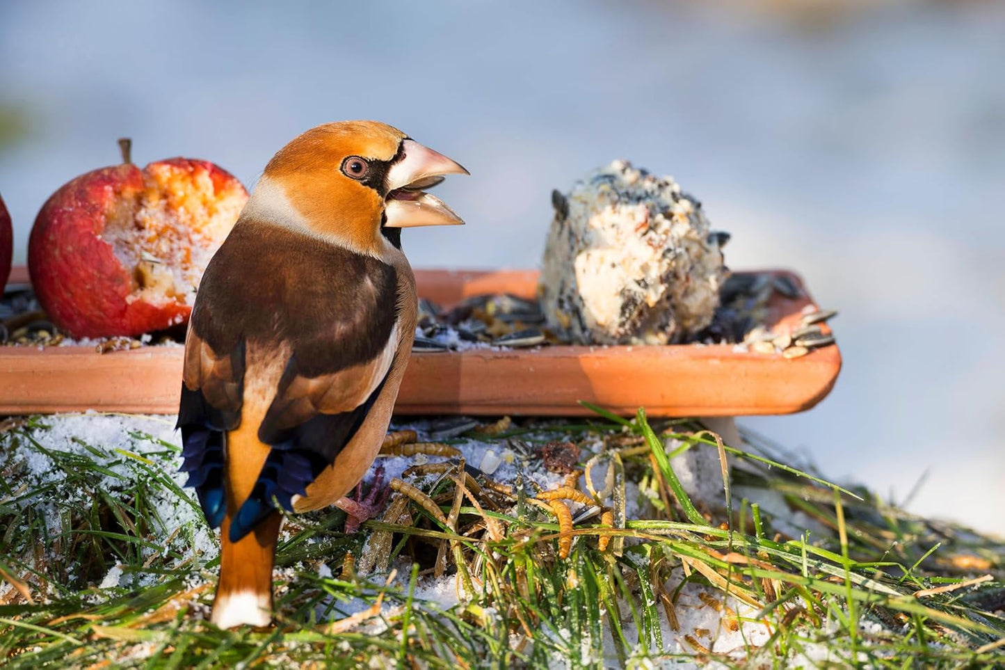 Dried Black Soldier Fly Larvae, 100% Natural, Non-GMO, High-Protein Treats for Chickens, Layer Hens, Wild Birds, Ducks, 13.3 oz, Pack of 4