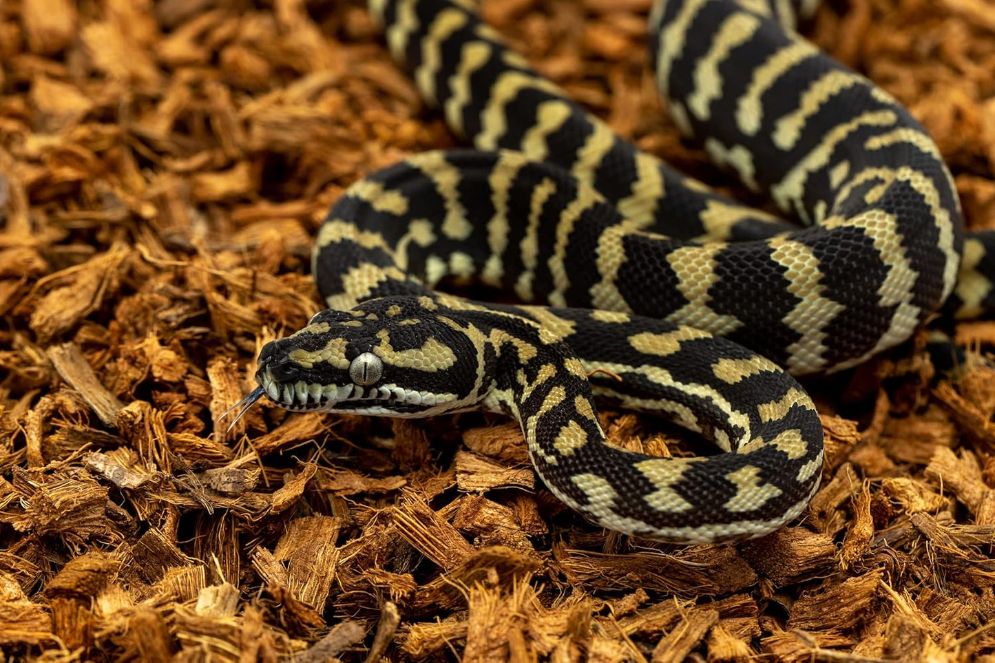 BabiChip Coconut Chip Substrate for Reptiles 2 Pack of 12 Quart Loose Small Sized Coco Husk Chip Bedding for Ball Pythons, Snakes, Tortoises, Geckos, Frogs, or Lizard Terrarium Tanks