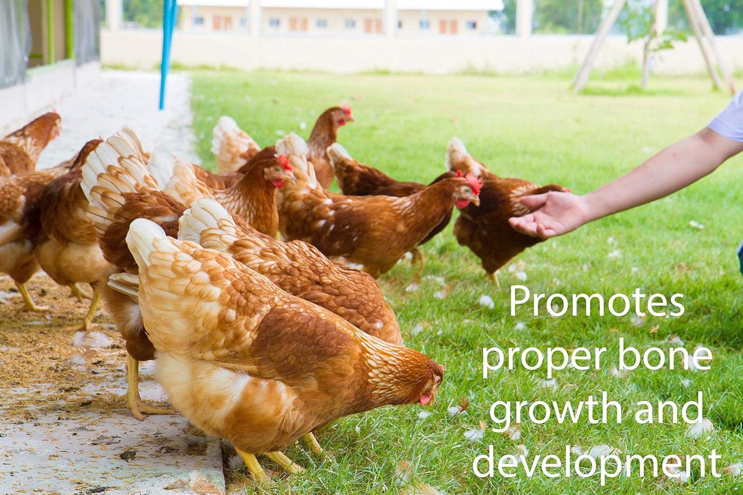 | Brewers Yeast | Animal and Pet | Young and Adult | Granular | 4 Pounds