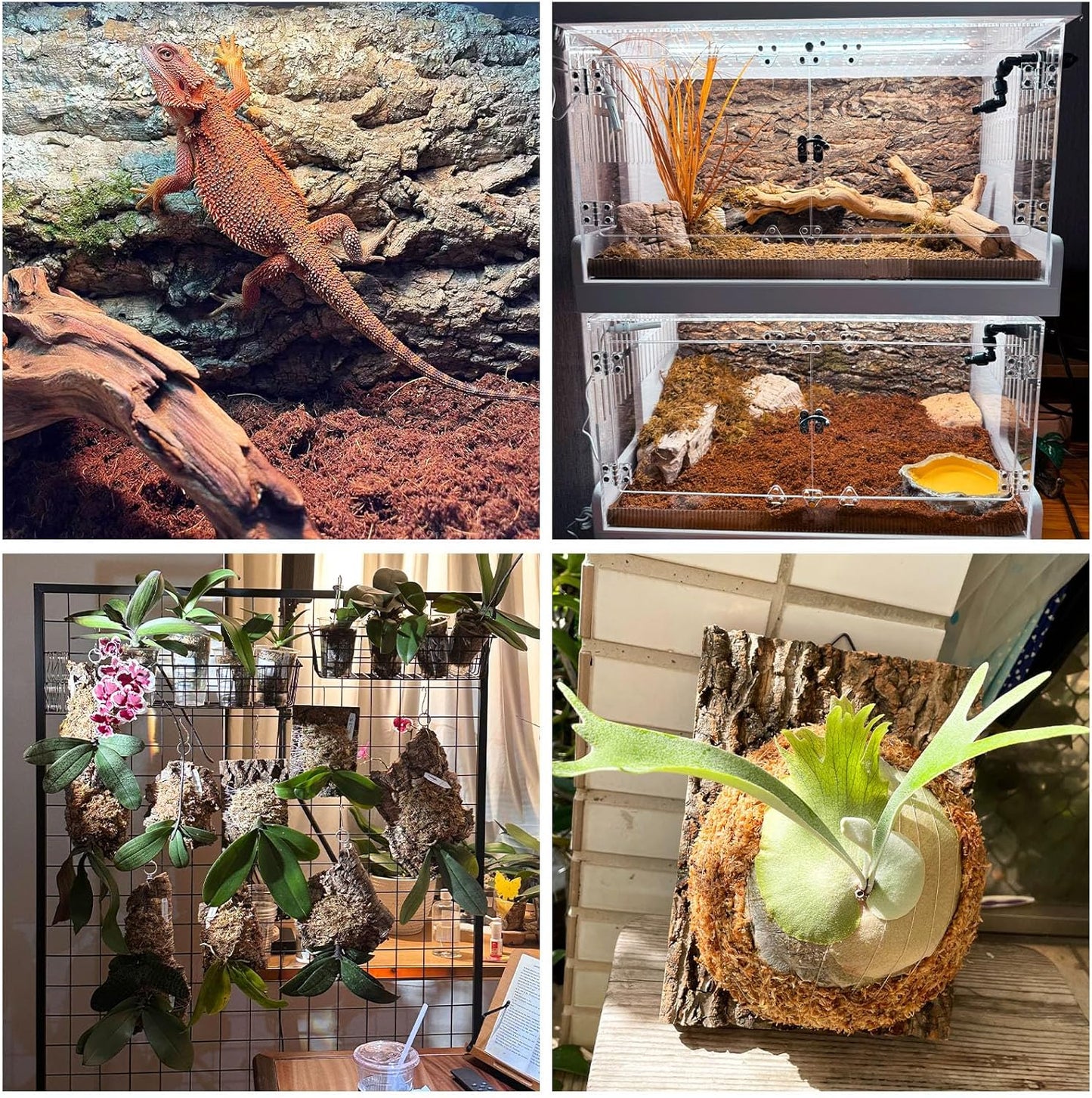 Fhiny 10 PCS Cork Bark Background, 11.6" x 7.7" Natural Cork Bark for Reptiles Bearded Dragon Climbing Backdrop Terrarium Habitat Wall Decor Accessories for Turtle Gecko Lizard Snake Spider Frog