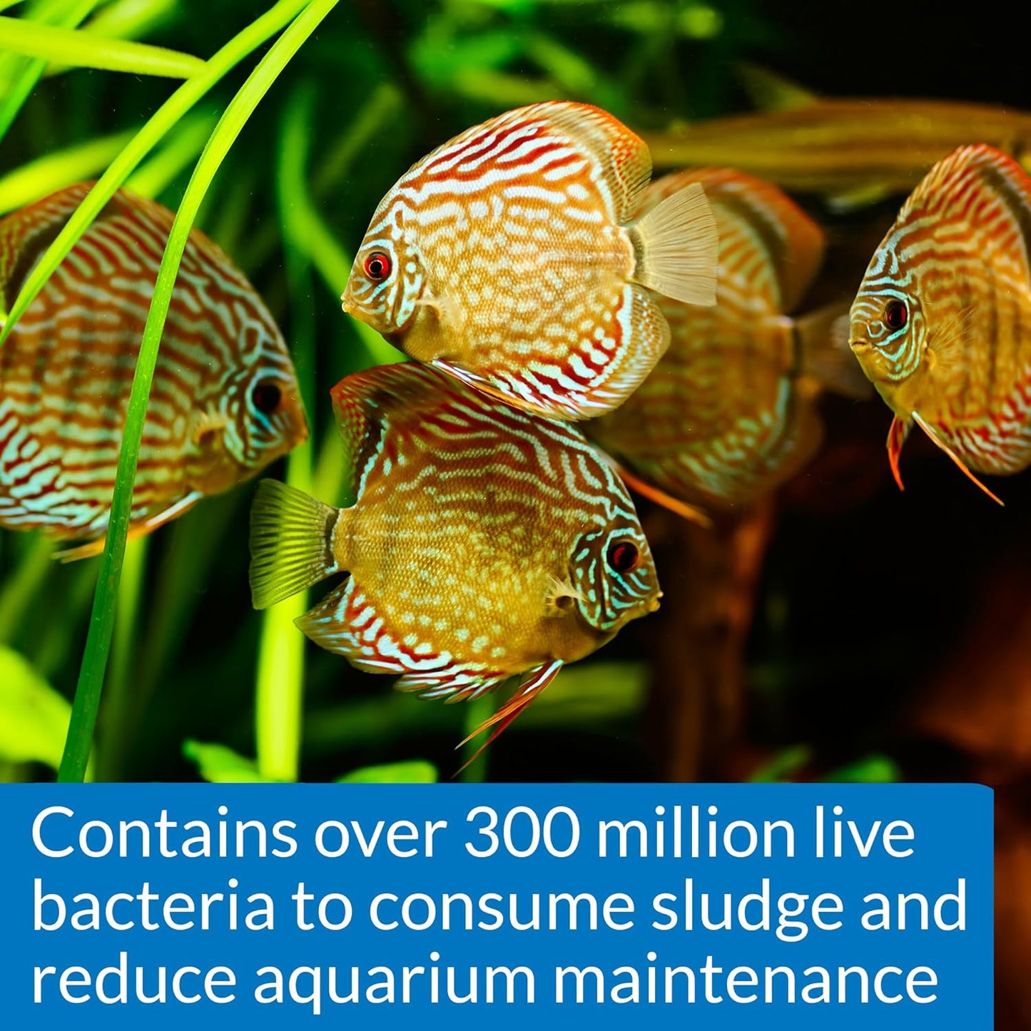 API STRESS ZYME Bacterial cleaner, Freshwater and Saltwater Aquarium Water Cleaning Solution, 4 oz