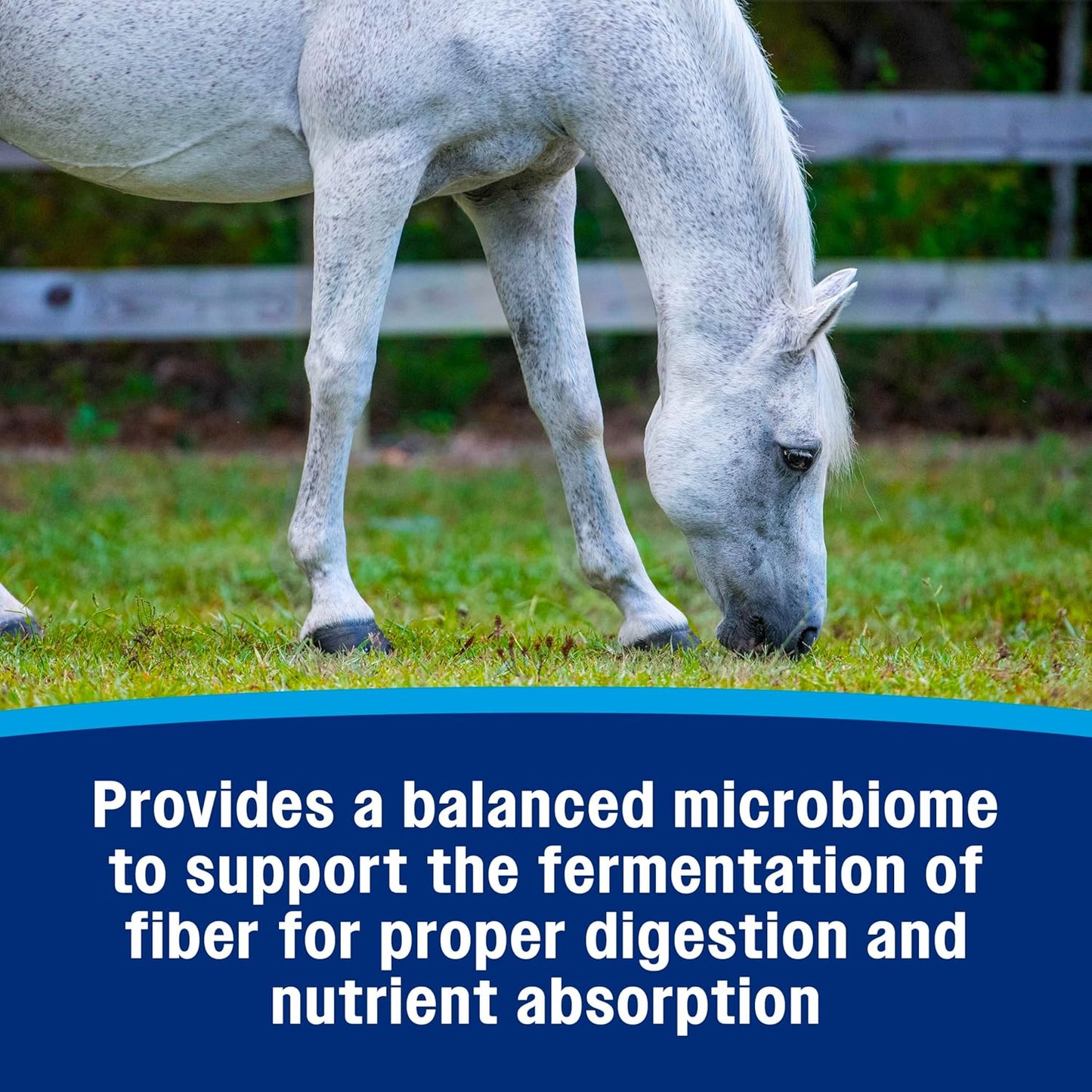 Farnam Hindgut Stabilizer Pellets, Daily Digestive & Immune Supplement for Horses Helps Maintain a Balanced Microbiome for Optimal Digestion